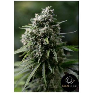 Silent Seeds - Critical + 2.0