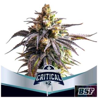 BSF - Critical +2 Auto XXL