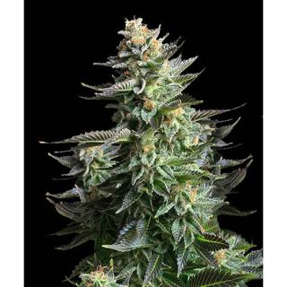 Panoramix Genetics - Crystal Amnesia