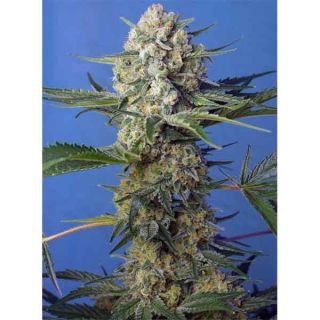 Sweet Seeds - Crystal Candy F1 Fast Version