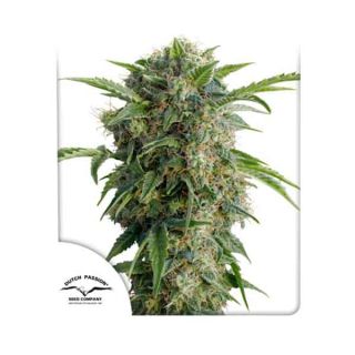 Dutch Passion - Auto Daiquiri Lime