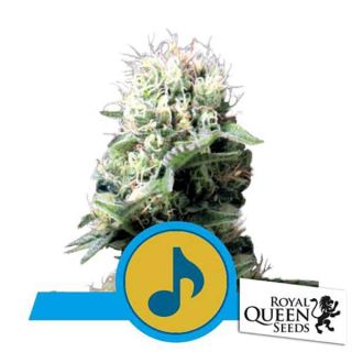 Royal Queen Seeds - Dance World