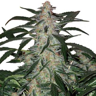 Buddha Seeds - Deimos Auto