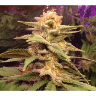 Delicious Seeds - Caramelo