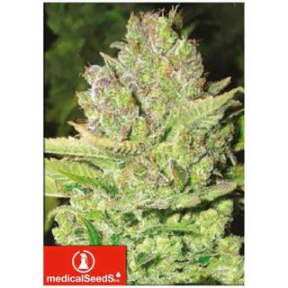Medical Seeds - Devil Fruit