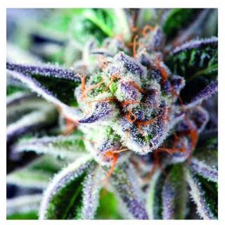 Pyramid Seeds - Do-Si-Dos (3+1) - (5+2)