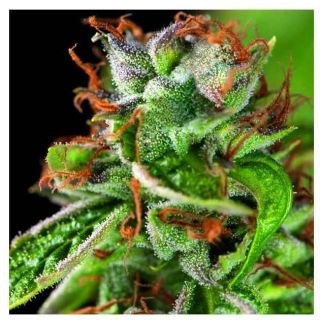 Pyramid Seeds - Double OG Haze (3+1) - (5+2)