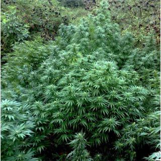 Dutch Passion - Durban Poison