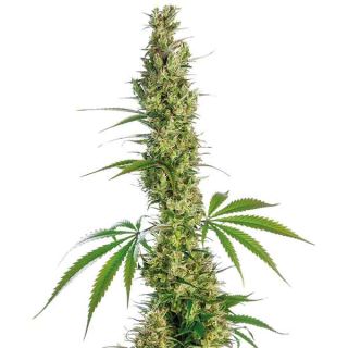 Sensi Seeds - Eagle Bill Regolare