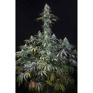 Dinafem - Early Amnesia CBD