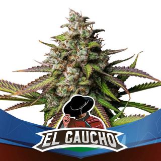 BSF - El Gaucho Faster Flowering
