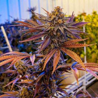 Delicious Seeds - Eleven Roses