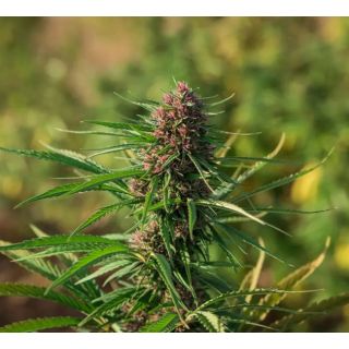 Enectaliana CBD - 25 Semi