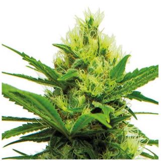 Guru Plant Genetik - Energy CBD - 5 Semi