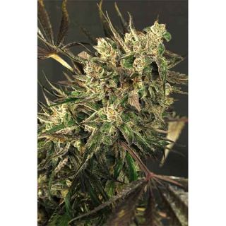 Exotic Seeds - Exotic Colours