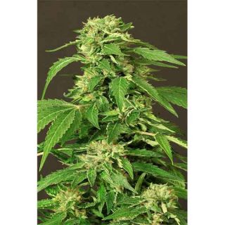 Exotic Seeds - Exotic Thai