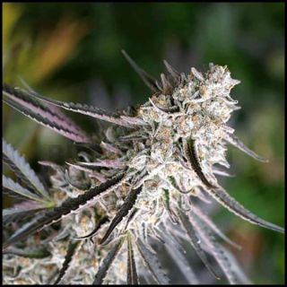 Humboldt Seeds - Florida Gaspack
