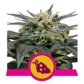 Royal Queen Seeds - Fruit Spirit