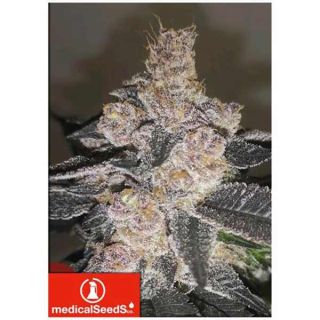 Medical Seeds - Gelato 242