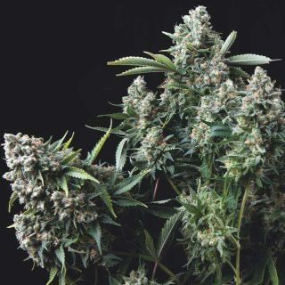 Trikoma Seeds - Gelato - 5 SEMI