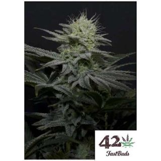 Fast Buds - GG4 Sherbet FF