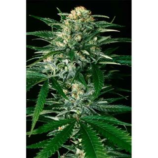 Exotic Seeds - Gipsy Widow