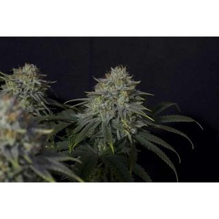 Fast Buds - Gorilla Cookies FF