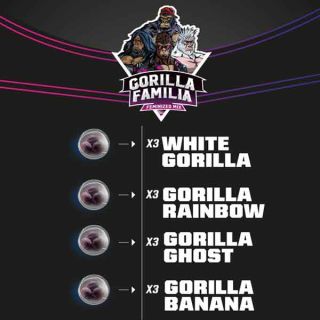 BSF - Gorilla Famiglia