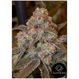 Silent Seeds - Gorilla Frost