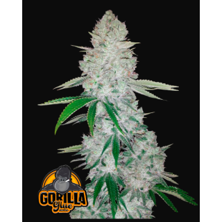 Fast Buds - Gorilla Glue Auto