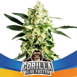 BSF - Gorilla Glue Faster