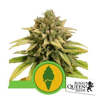 Royal Queen Seeds - Green Gelato Auto