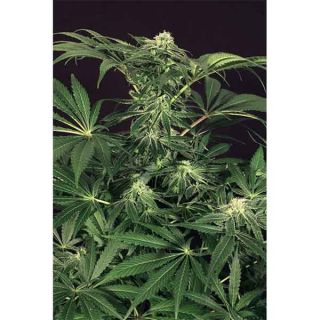 Exotic Seeds - Green Gummy