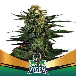 BSF - Green Tiger Faster