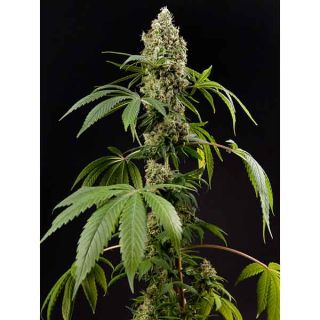 Philosopher Seeds - Guava Berry Kush