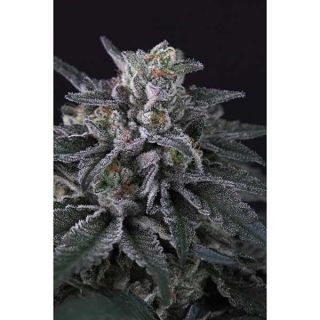 Paradise Seeds - Gulupa