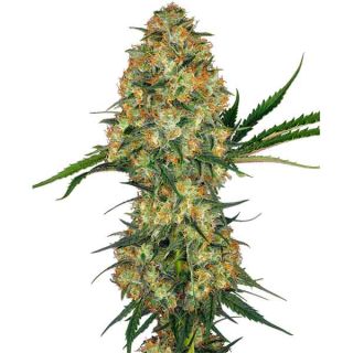 Sensi Seeds - Hindu Kush Regolare