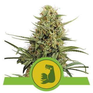 Royal Queen Seeds - HulkBerry Automatic