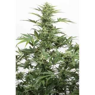 Dinafem - Industrial Plant Autoflowering CBD