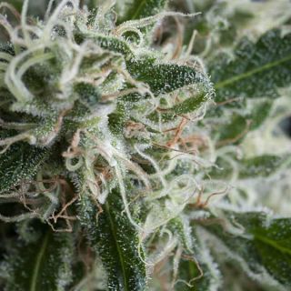 Trikoma Seeds - Jack Herer Auto
