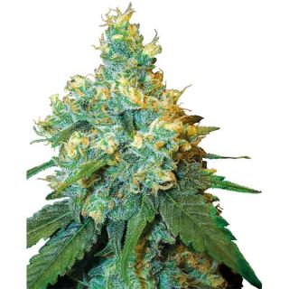 Sensi Seeds - Jack Herer Regolare