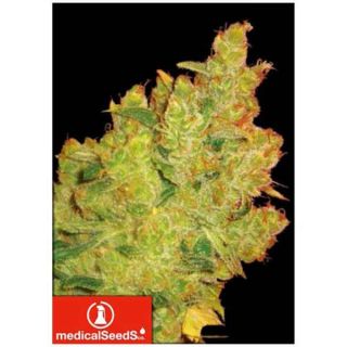 Medical Seeds - Jack La Mota