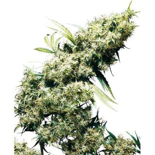 Sensi Seeds - Jamaican Pearl Regolare