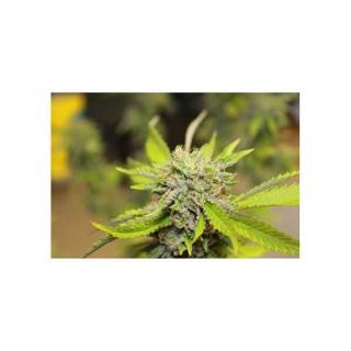 Super Sativa Seed Club - Karel' s Herer Haze