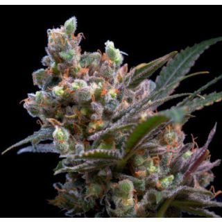 Genehtik - Kritikal Bilbo