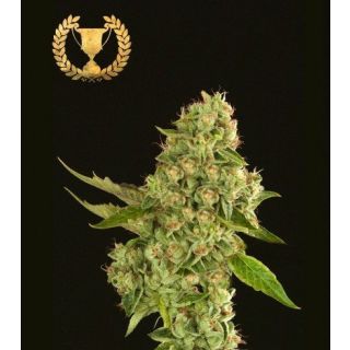 Devil's Harvest Seeds - Kuchi