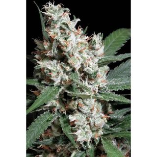Paradise Seeds - L.A. Amnesia Chong' s Choice