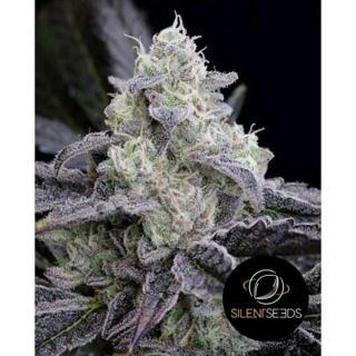 Silent Seeds - L.A. Vanilla Cake