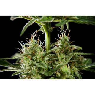 Philosopher Seeds - Lemon Auto CBD