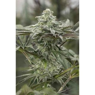 humboldt Seeds - Lemon Citron